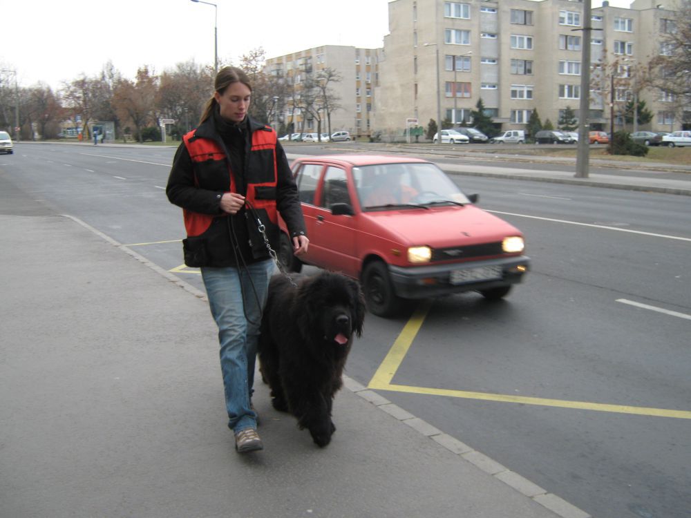 /_userfiles_/dogtrainer/gallery/20120607142309_sam-utcan.jpg