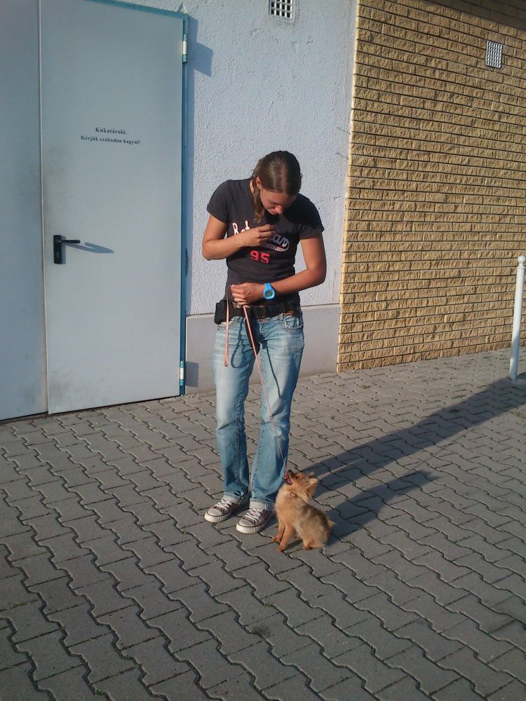 /_userfiles_/dogtrainer/gallery/20120623201202_gyimesi_boglarka_kistestu_kutya8.jpg