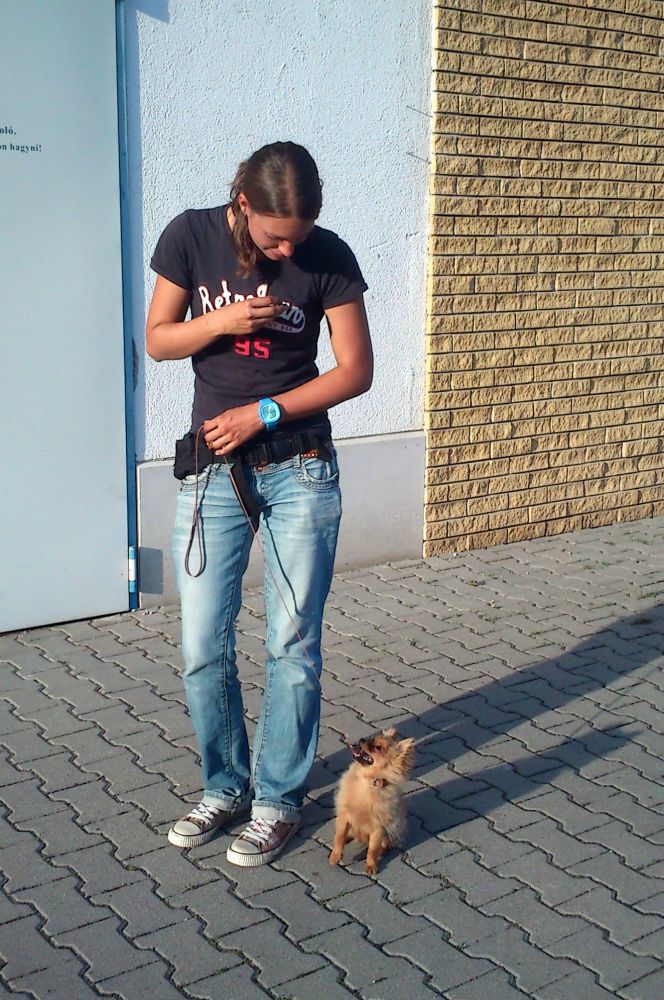 /_userfiles_/dogtrainer/gallery/20120628231105_gyimesi_boglarka_kistestu_kutya1.jpg